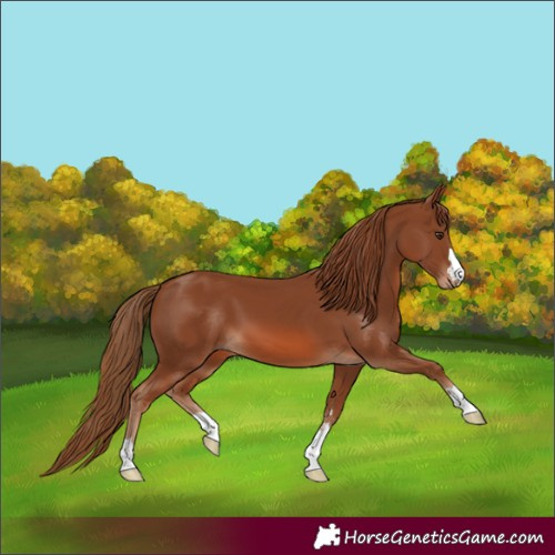Horse Color:Chestnut 