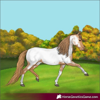 Horse Color:Chestnut Tobiano Appaloosa 