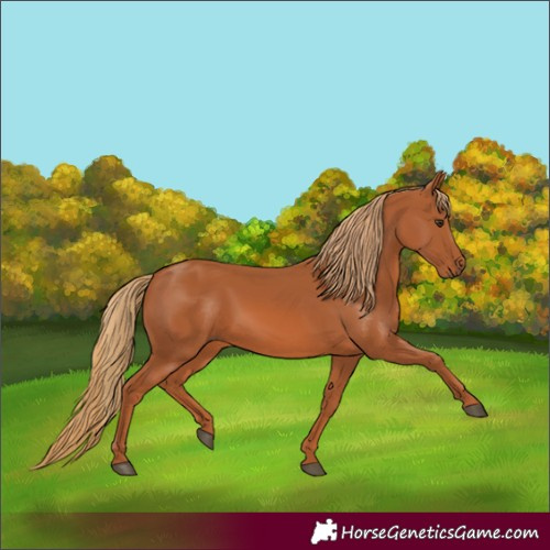 Horse Color:Chestnut 