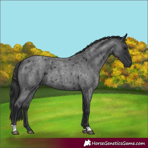 Horse Color:Blue Roan 
