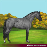 Horse Color:Blue Roan 
