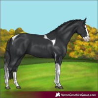 Horse Color:Black Splash Tobiano