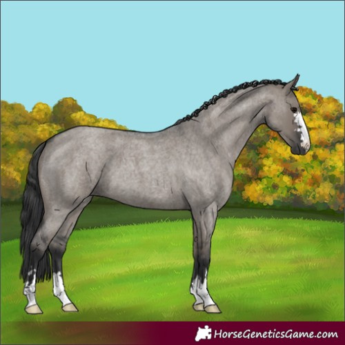 Horse Color:Grullo Roan 
