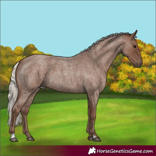 Horse Color:Silver Blue Roan 