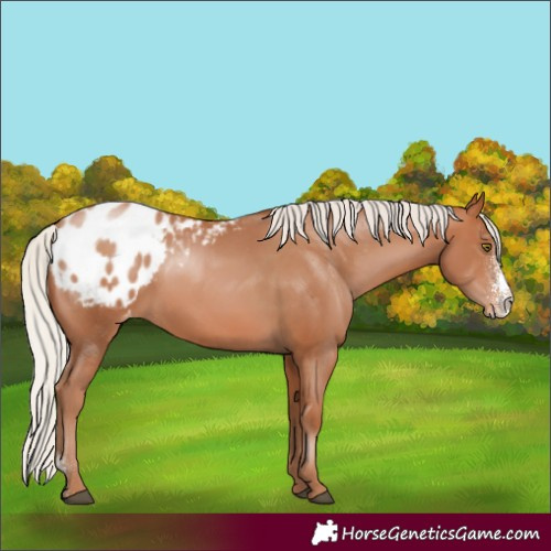 Horse Color:Unknown 