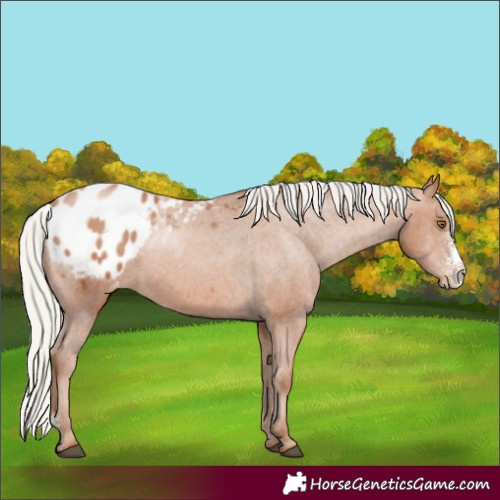Horse Color:Unknown 