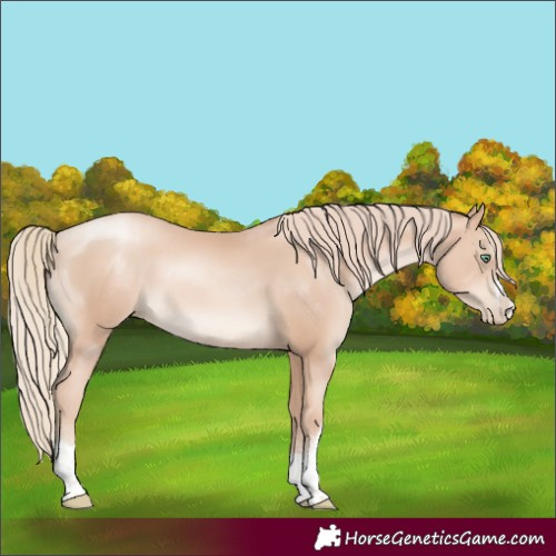 Horse Color:Unknown 