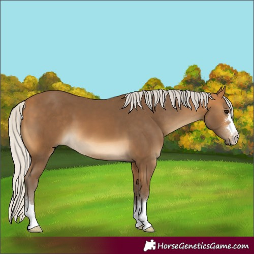 Horse Color:Unknown 