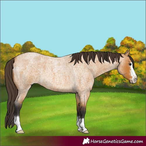 Horse Color:Unknown 