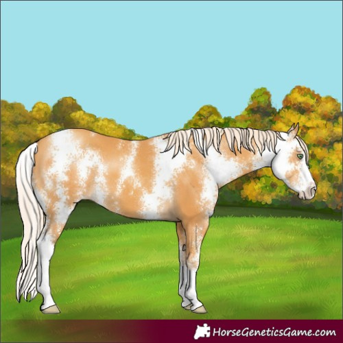 Horse Color:Unknown 