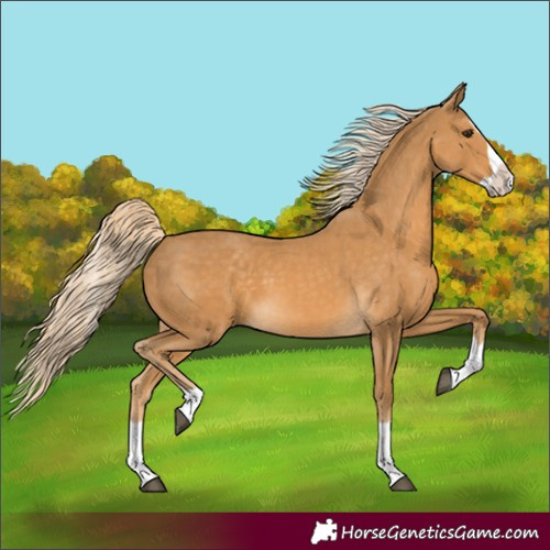 Horse Color:Palomino Splash 