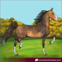 Horse Color:Buckskin Splash