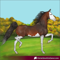 Horse Color:Bay Splash 