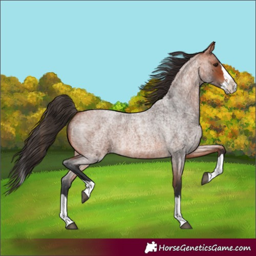 Horse Color:Bay Roan Splash 
