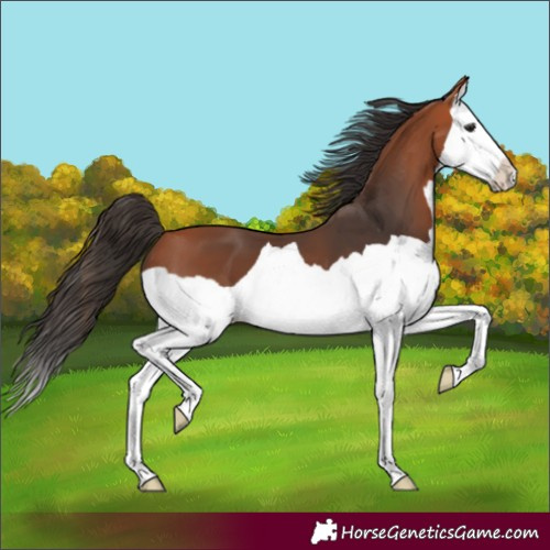 Horse Color:Bay Splash