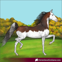 Horse Color:Bay Splash 