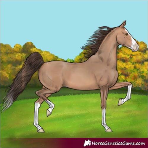 Horse Color:Amber Champagne Splash