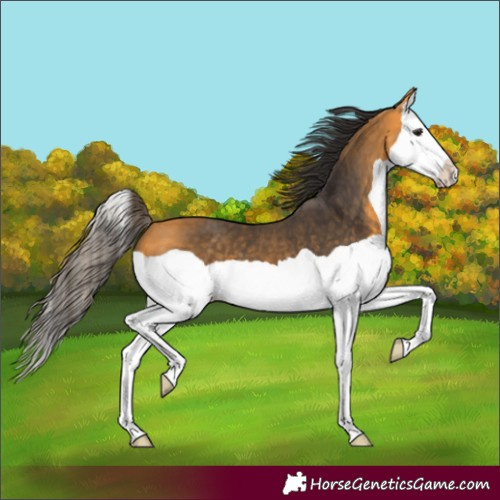 Horse Color:Buckskin Splash 