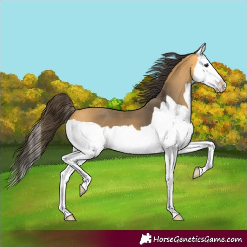 Horse Color:Buckskin Splash 
