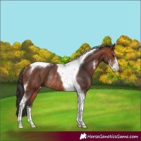 Horse Color:Bay Sabino Tobiano Rabicano 