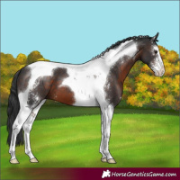 Horse Color:Brown Sabino Tobiano