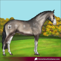 Horse Color:Blue Onyx Sabino 