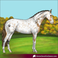 Horse Color:Buckskin Sabino Appaloosa 