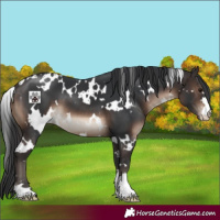 Horse Color:White Spotted Brown 
