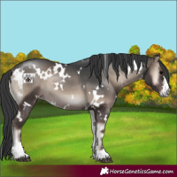 Horse Color:White Spotted Blue Onyx 