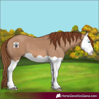 Horse Color:Red Dun Splash 