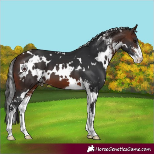 Horse Color:White Spotted Brown Sabino