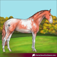 Horse Color:Watercolor Liver Chestnut Sabino Tobiano 