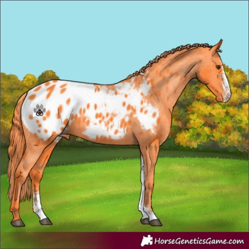 Horse Color:Watercolor Liver Chestnut Sabino Appaloosa 