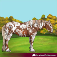 Horse Color:White Spotted Chestnut Ice