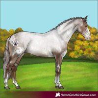 Horse Color:White Spotted Liver Red Dun Sabino 