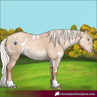 Horse Color:White Spotted Silver Classic Champagne Dun