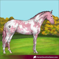 Horse Color:Watercolor White Spotted Chestnut Ice