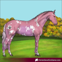 Horse Color:Watercolor White Spotted Chestnut 