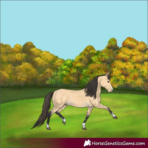 Horse Color:Buckskin 