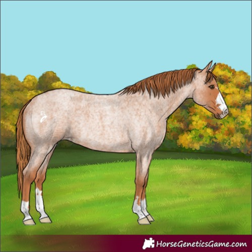 Horse Color:Red Roan Rabicano