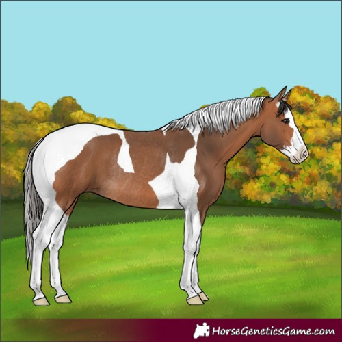 Horse Color:Bay Splash Tobiano Rabicano 