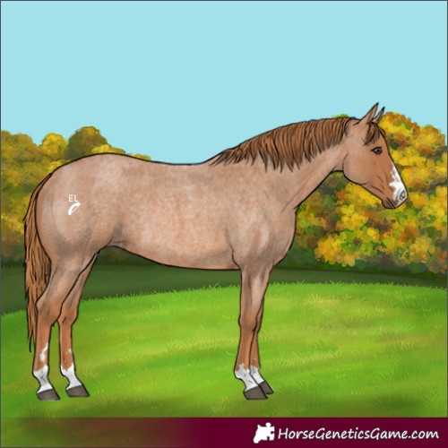 Horse Color:Red Roan Rabicano 