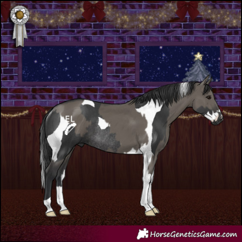 Horse Color:Black Splash Tobiano Rabicano and Grullo Tobiano Rabicano