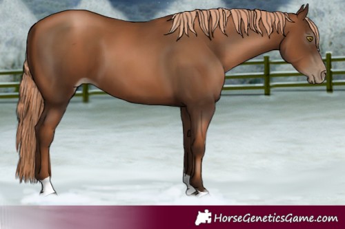 Horse Color:Gray Liver Chestnut Pearl Tobiano