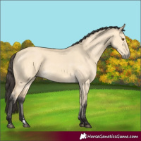 Horse Color:Buckskin Dun 