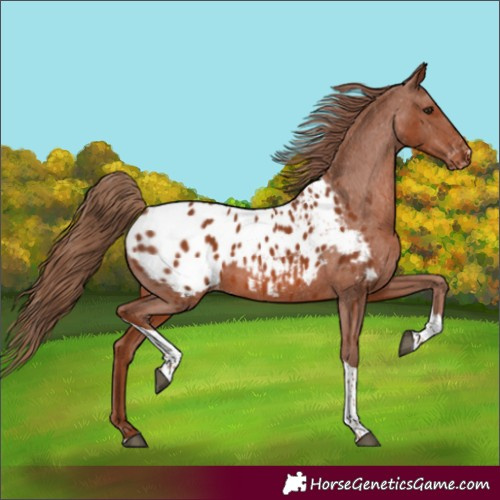 Horse Color:Chestnut Tobiano Blanket 