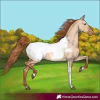 Horse Color:Red Dun Tobiano Snowcap