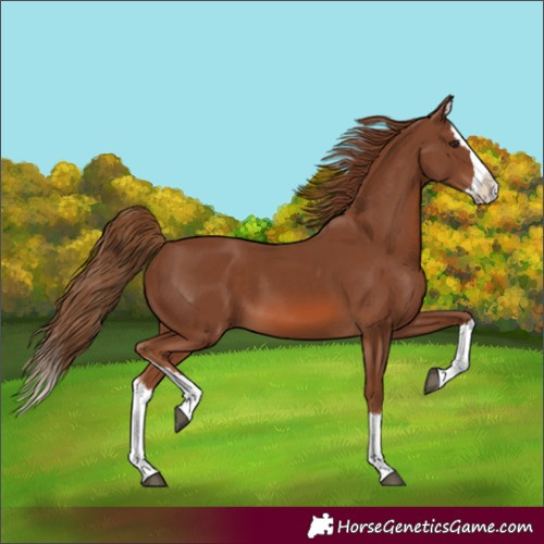 Horse Color:Chestnut Splash 