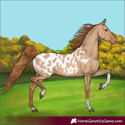 Horse Color:Red Dun Tobiano Appaloosa