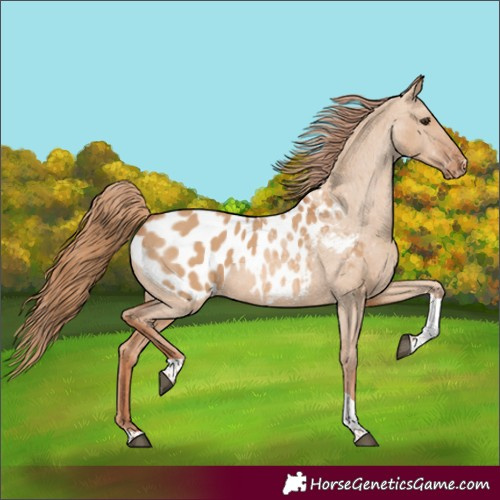 Horse Color:Red Dun Tobiano Blanket 